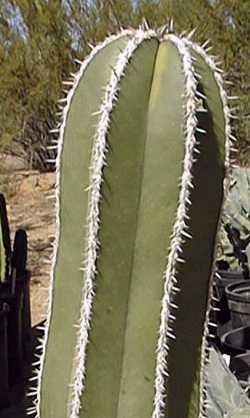 Central Mexico Organ Pipe, Organo, Jarritos(Pachycereus marginatus)