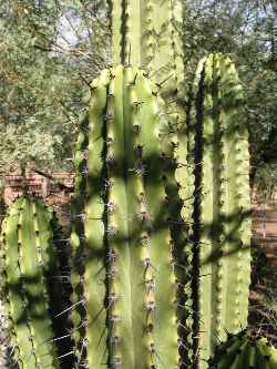 Pitahayo(Stenocereus martinezii)