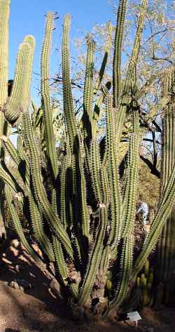 Gray Ghost Organ Pipe, Pitayo(Stenocereus pruinosus)