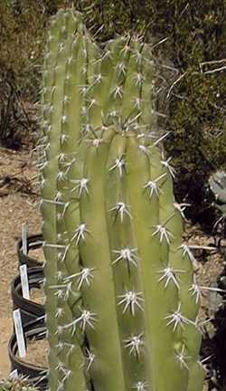 Pitaya, Xoconochtli, Jonocostle(Stenocereus stellatus)