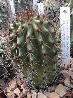 Organ Pipe Cactus, Pitahaya Dulce(Stenocereus thurberi)