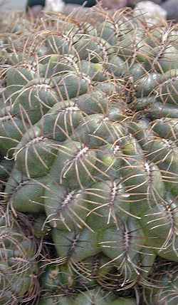 (Rebutia canigueralii ssp. crispata )