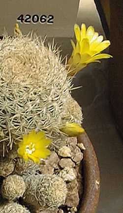 (Rebutia caineana)