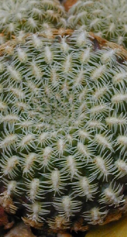 (Sulcorebutia langeri)