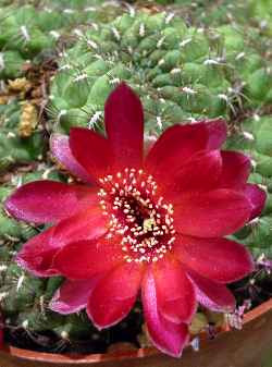 (Rebutia arenacea 'menesesii')