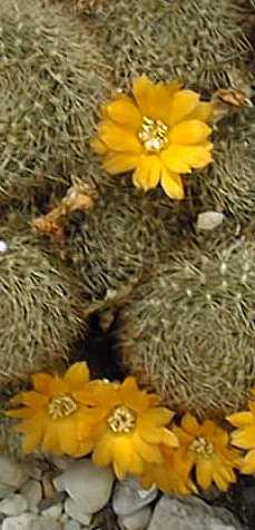 (Rebutia steinbachii)