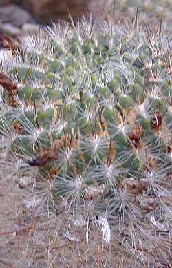 (Rebutia steinbachii ssp. tiraquensis )