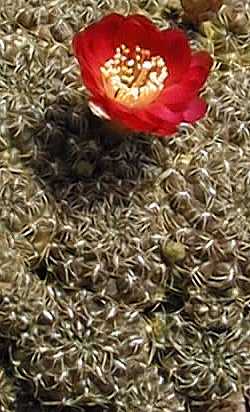 (Rebutia steinbachii 'tunariensis')