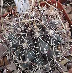 Glory of Texas(Thelocactus bicolor)