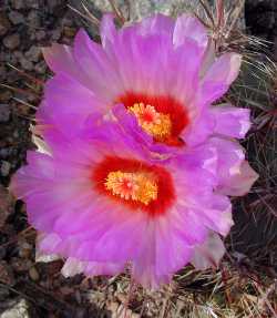 Glory of Texas(Thelocactus bicolor)