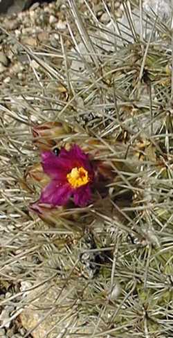 (Thelocactus conothelos)