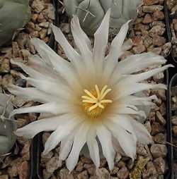 (Thelocactus hexaedrophorus)