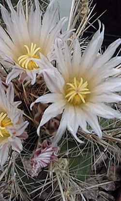 (Thelocactus lausseri)