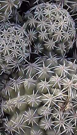 (Thelocactus leucacanthus)