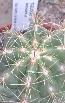 (Thelocactus leucacanthus)