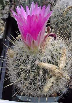 (Thelocactus macdowelii)