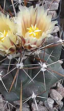 (Thelocactus tulensis ssp. matudae )