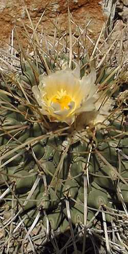 (Thelocactus rinconensis)