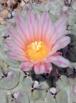 (Thelocactus rinconensis)