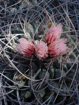 (Thelocactus rinconensis)