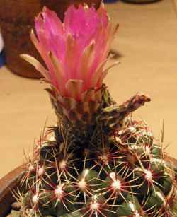 (Thelocactus bicolor ssp. schwarzii )