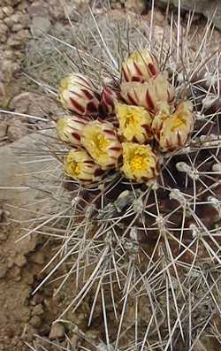 (Thelocactus tulensis)