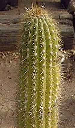 Golden Torch Cereus(Echinopsis spachiana)