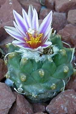 (Turbinicarpus schmiedickeanus ssp. andersonii )