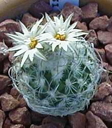 (Turbinicarpus schmiedickeanus ssp. dickisoniae )