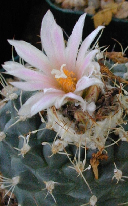 (Turbinicarpus laui)