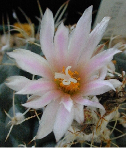 (Turbinicarpus laui)