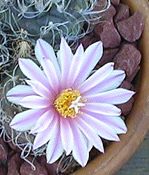 (Turbinicarpus pseudomacrochele ssp. pseudomacrochele )