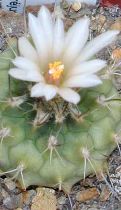 (Turbinicarpus roseiflorus)