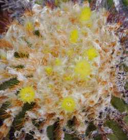 (Uebelmannia pectinifera ssp. flavispina )