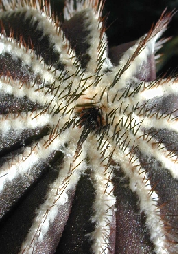 (Uebelmannia pectinifera)