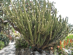 (Weberbauerocereus cuzcoensis)