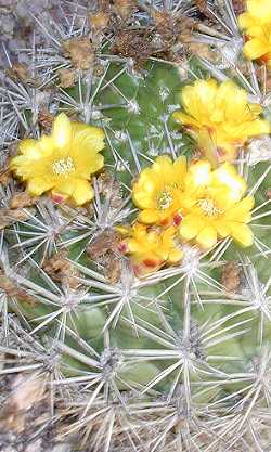 (Rebutia fidaiana)