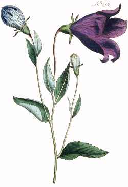 Balloon Flower(Platycodon grandiflorus)