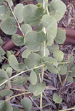 Spineless Caper(Capparis spinosa)