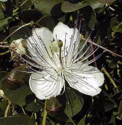 Spineless Caper(Capparis spinosa)