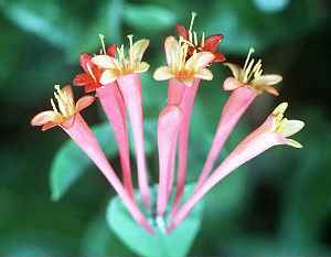 Trumpet Honeysuckle(Lonicera sempervirens)