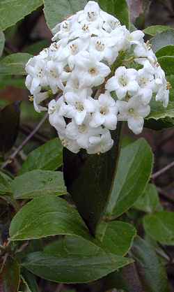 Burkwood Viburnum(Viburnum Χ burkwoodii)