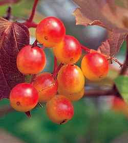 American Cranberrybush(Viburnum opulus var. americanum )