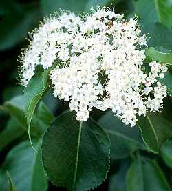 Nannyberry, Sheepberry(Viburnum lentago)