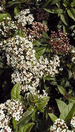 Laurustinus(Viburnum tinus)