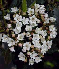 Laurustinus(Viburnum tinus)