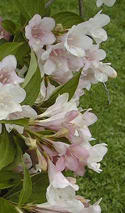 Chameleon Weigela(Weigela 'Chameleon')