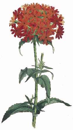 Maltese Cross, Jerusalem cross(Lychnis chalcedonica)