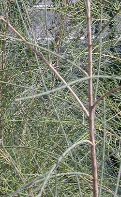 River She-oak, Beefwood(Casuarina cunninghamiana)