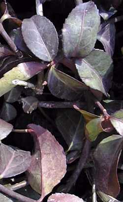 Climbing Euonymus, Purple Winter Creeper(Euonymus fortunei)